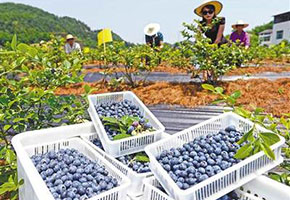 恭祝北斗設(shè)計公司與古茂藍達成品牌包裝設(shè)計合