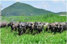 北斗設(shè)計(jì)與親牛乳業(yè)達(dá)成品牌設(shè)計(jì)合作